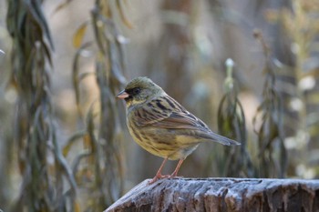 アオジ こども自然公園 (大池公園/横浜市) 2023年1月2日(月)