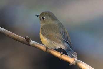 ルリビタキ こども自然公園 (大池公園/横浜市) 2023年1月2日(月)