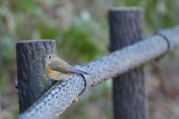 Red-flanked Bluetail Kodomo Shizen Park Mon, 1/2/2023