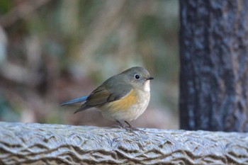 Red-flanked Bluetail Kodomo Shizen Park Mon, 1/2/2023