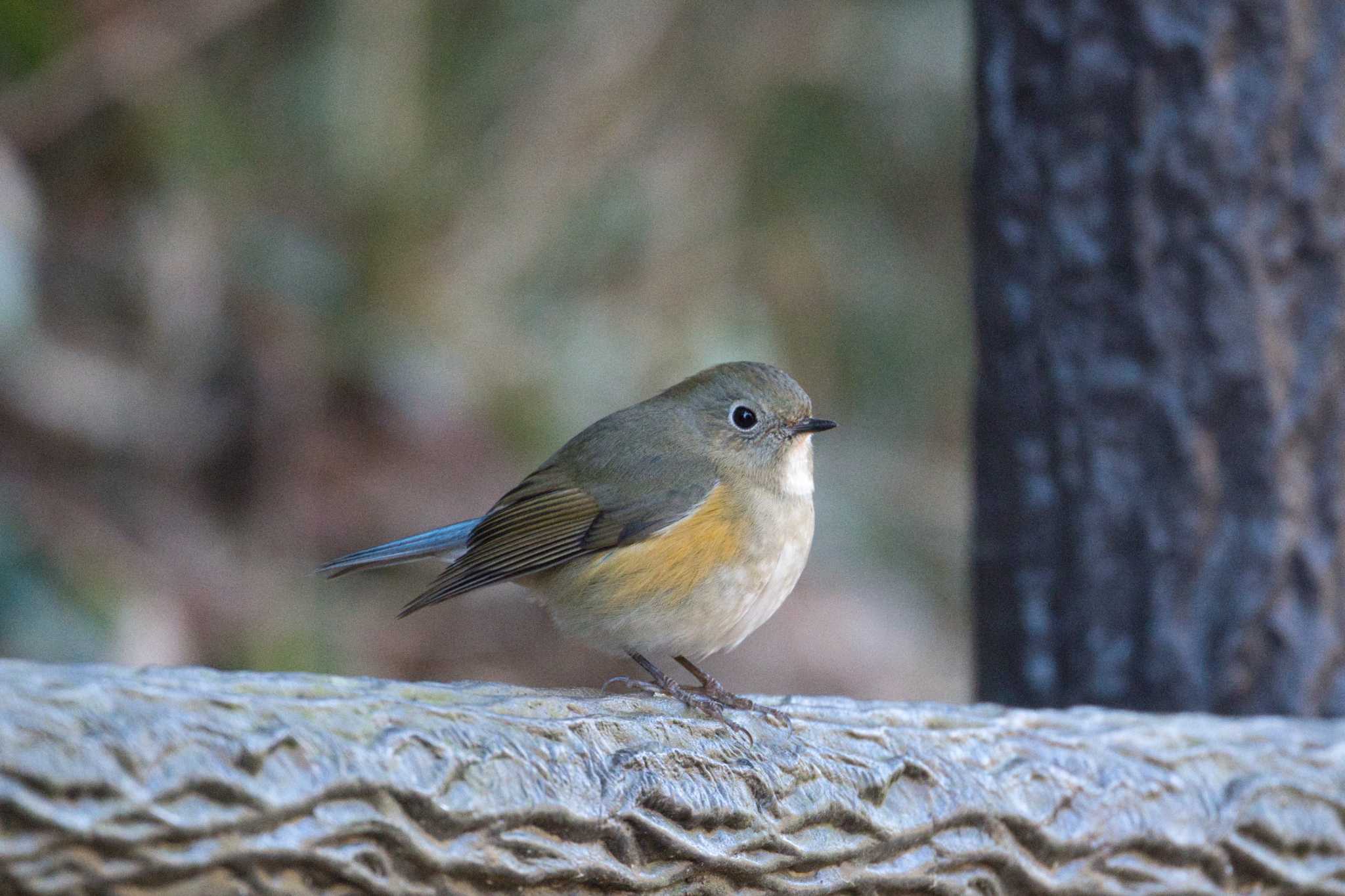 Photo of Red-flanked Bluetail at Kodomo Shizen Park by jyara520