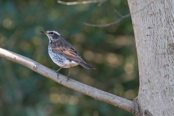 Dusky Thrush Kodomo Shizen Park Mon, 1/2/2023