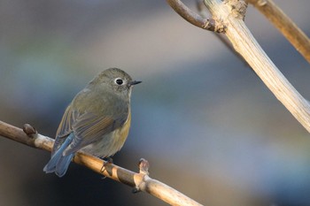 Red-flanked Bluetail Kodomo Shizen Park Mon, 1/2/2023