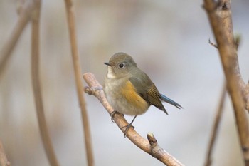 Red-flanked Bluetail Kodomo Shizen Park Mon, 1/2/2023