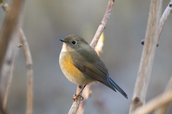 Mon, 1/2/2023 Birding report at Kodomo Shizen Park