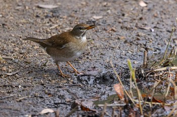 Pale Thrush 芦屋市総合公園 Mon, 1/2/2023