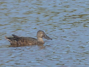 ミカヅキハシビロガモ Travis Wetland Nature Heritage Park, Christchurch, New Zealand 2022年12月25日(日)