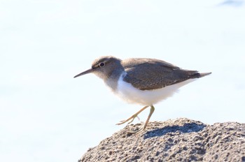 Common Sandpiper Kasai Rinkai Park Mon, 1/2/2023