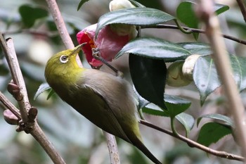 Warbling White-eye Moritogawa Mon, 1/2/2023