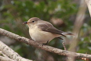 Taiga Flycatcher 東浦自然環境学習の森 Mon, 1/2/2023