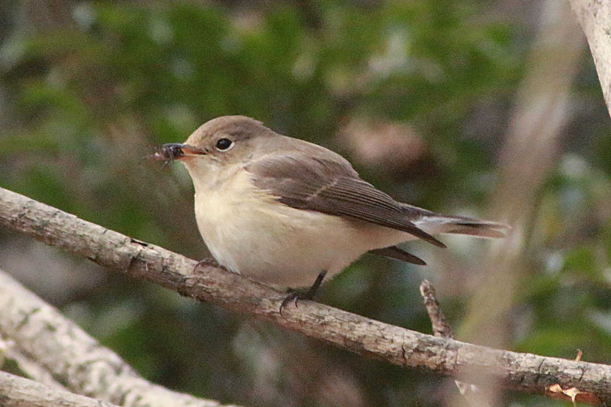 Photo of Taiga Flycatcher at 東浦自然環境学習の森 by 佐藤 好生