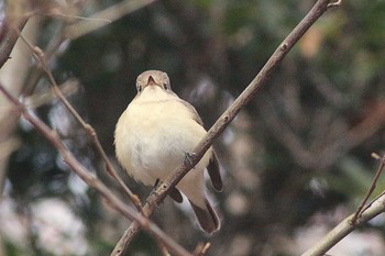 Taiga Flycatcher 東浦自然環境学習の森 Mon, 1/2/2023