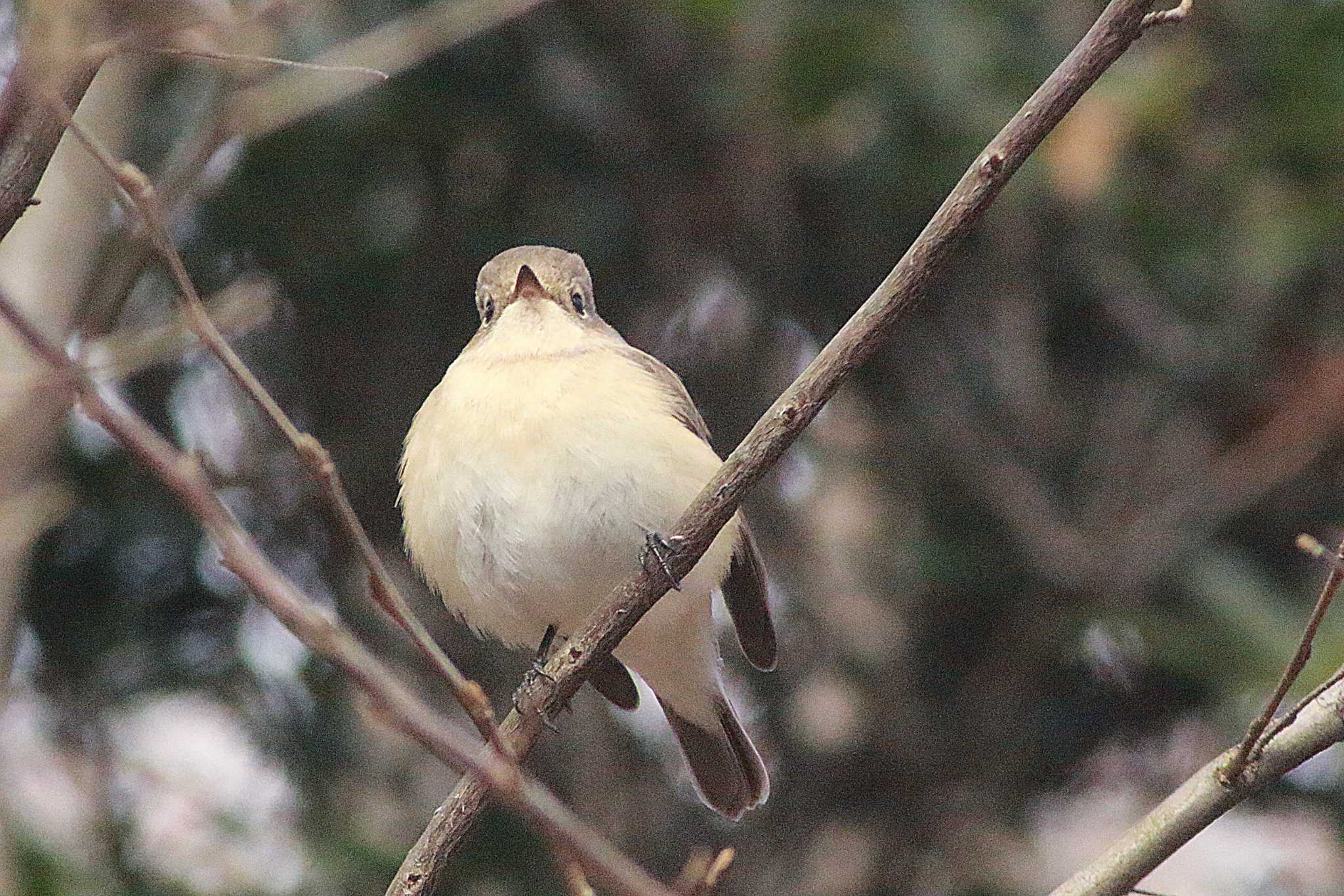 Photo of Taiga Flycatcher at 東浦自然環境学習の森 by 佐藤 好生