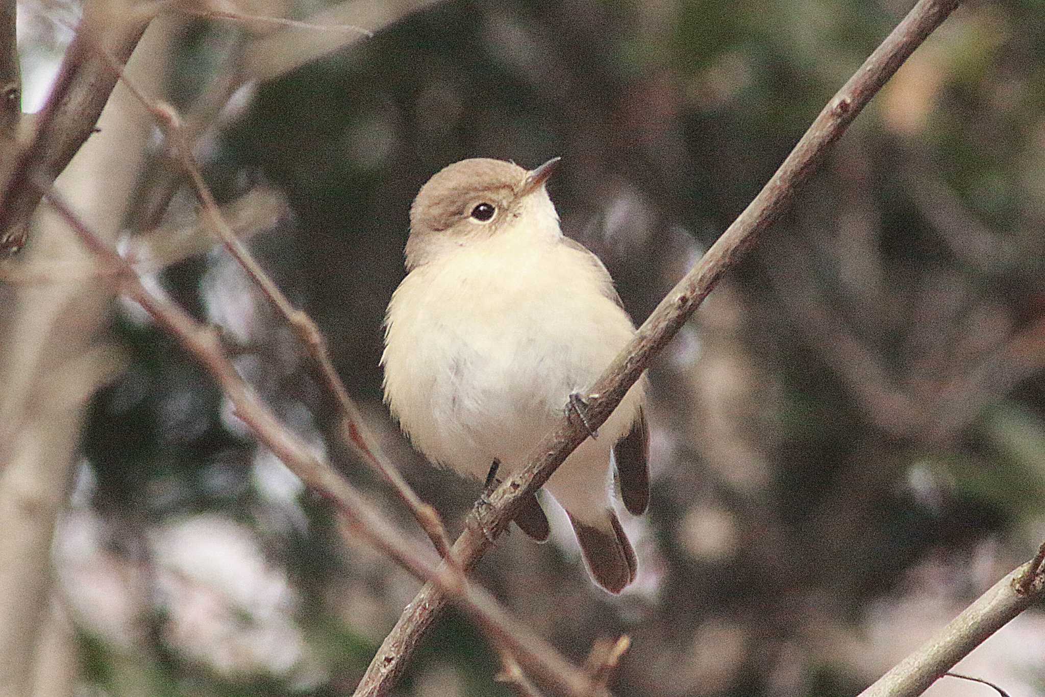 Photo of Taiga Flycatcher at 東浦自然環境学習の森 by 佐藤 好生