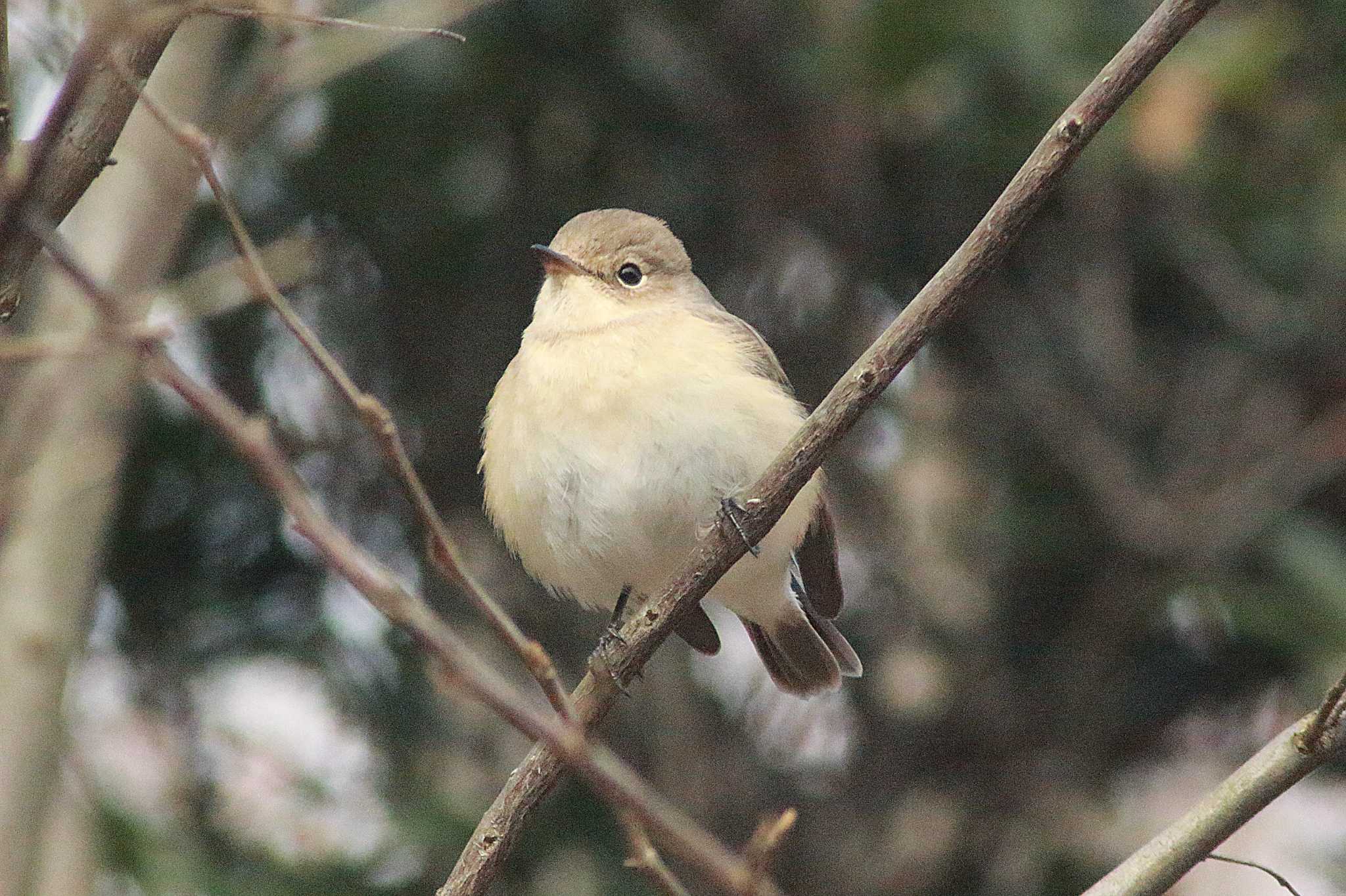 Photo of Taiga Flycatcher at 東浦自然環境学習の森 by 佐藤 好生