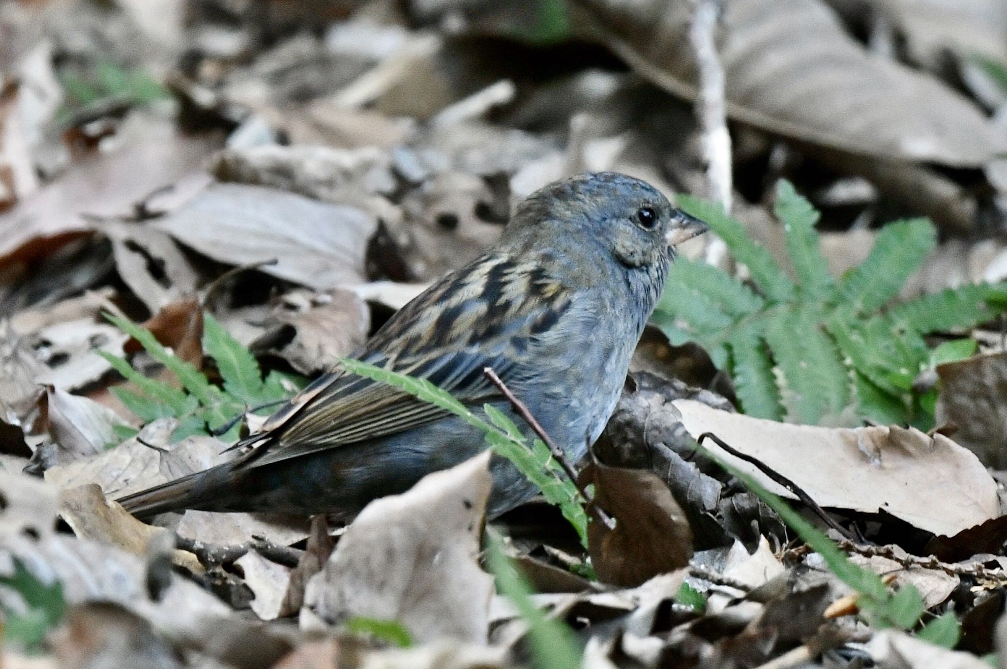 Photo of Grey Bunting at 油山市民の森 by にょろちょろ