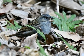 Grey Bunting 油山市民の森 Mon, 1/2/2023