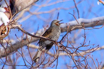 Brown-eared Bulbul Nishioka Park Mon, 1/2/2023