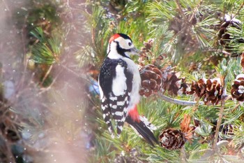 Great Spotted Woodpecker Nishioka Park Mon, 1/2/2023