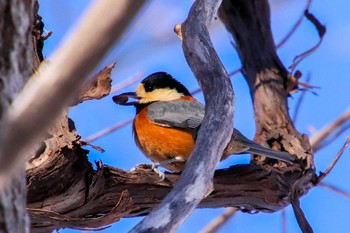 Varied Tit Nishioka Park Mon, 1/2/2023