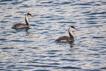 Great Crested Grebe 山口県光市室積 Mon, 1/2/2023