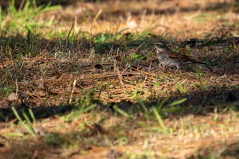 2023年1月3日(火) 京都御苑の野鳥観察記録