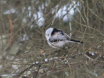 Long-tailed tit(japonicus) Tomakomai Experimental Forest Tue, 1/3/2023