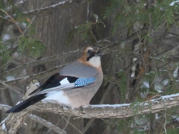 Eurasian Jay(brandtii) Tomakomai Experimental Forest Tue, 1/3/2023