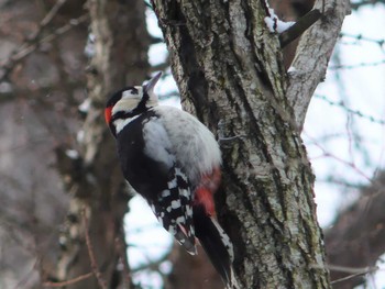 Great Spotted Woodpecker(japonicus) Tomakomai Experimental Forest Tue, 1/3/2023