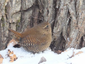 Eurasian Wren Tomakomai Experimental Forest Tue, 1/3/2023