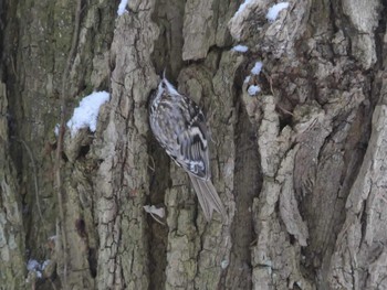 Eurasian Treecreeper(daurica) Tomakomai Experimental Forest Tue, 1/3/2023