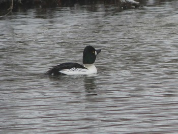 Common Goldeneye Tomakomai Experimental Forest Tue, 1/3/2023