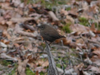 Eurasian Wren Tomakomai Experimental Forest Sun, 12/11/2022