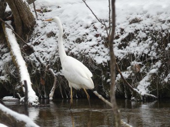 Great Egret Tomakomai Experimental Forest Tue, 1/3/2023