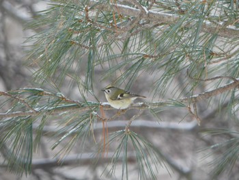 Goldcrest Tomakomai Experimental Forest Tue, 1/3/2023