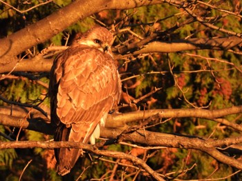 2023年1月3日(火) 見沼たんぼの野鳥観察記録