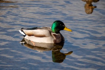 マガモ 鴨川 2023年1月3日(火)