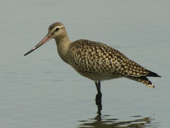 Bar-tailed Godwit Unknown Spots Thu, 9/1/2016