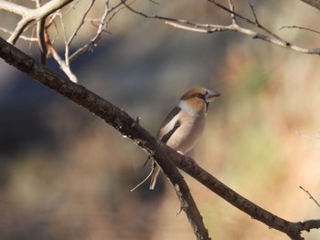 Hawfinch Sayama Park Thu, 12/29/2022