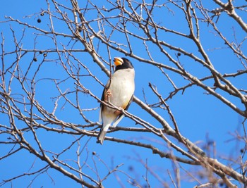 Chinese Grosbeak 江津湖 Mon, 1/2/2023