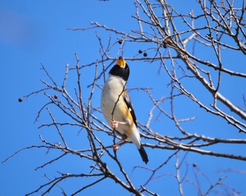 Chinese Grosbeak 江津湖 Mon, 1/2/2023