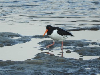 Mon, 1/2/2023 Birding report at 安濃川河口