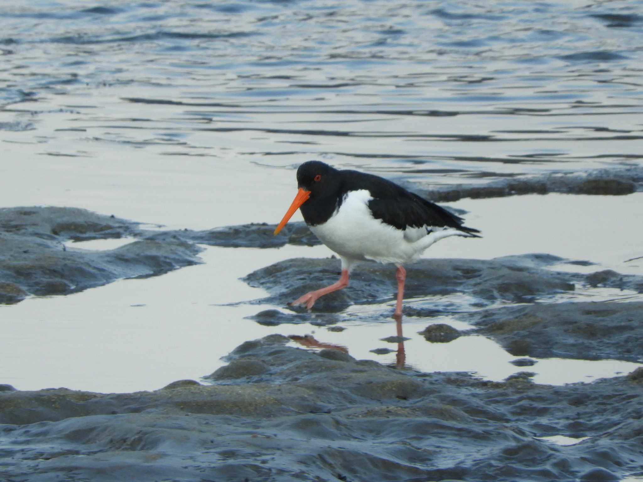 Eurasian Oystercatcher