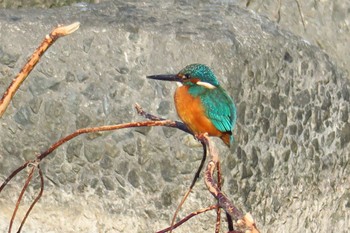 Common Kingfisher 伊丹市西野(武庫川) Tue, 1/3/2023