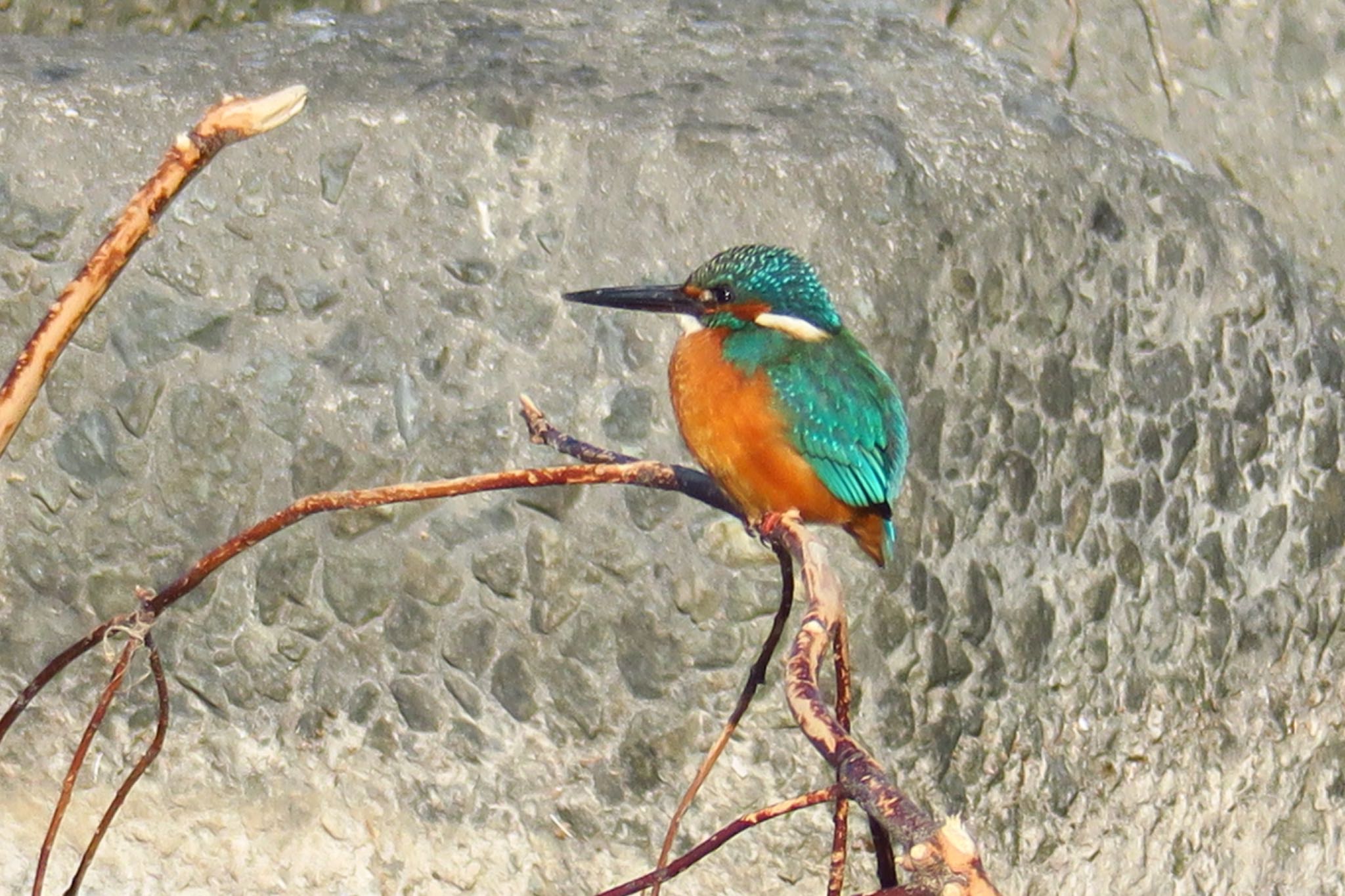 Photo of Common Kingfisher at 伊丹市西野(武庫川) by わきわき