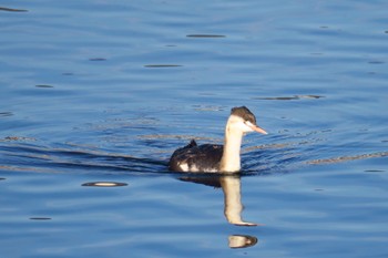 Great Crested Grebe 伊丹市西野(武庫川) Tue, 1/3/2023