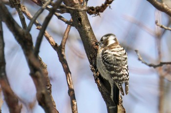 Japanese Pygmy Woodpecker(seebohmi) 星観緑地(札幌市手稲区) Tue, 1/3/2023