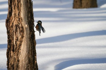 ヤマガラ 星観緑地(札幌市手稲区) 2023年1月3日(火)