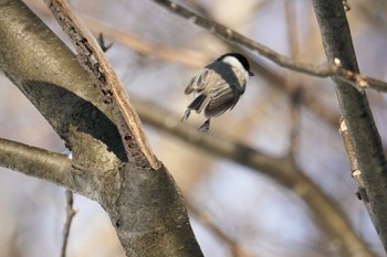 ハシブトガラ 星観緑地(札幌市手稲区) 2023年1月3日(火)