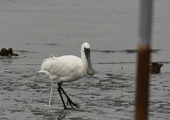 クロツラヘラサギ 葛西臨海公園 2018年3月18日(日)